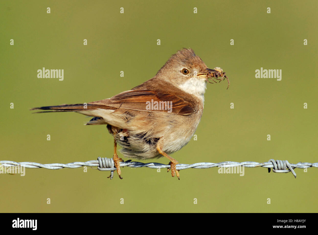 Common Whitethroat (Sylvia communis) on barbed wire with insects in ...