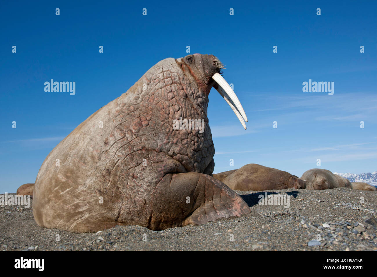 Walrus Odobenus Rosmarus At Coast Svalbard Norway Stock Photo Alamy Walrus Odobenus Rosmarus At Coast Svalbard Norway Stock Photo Alamy