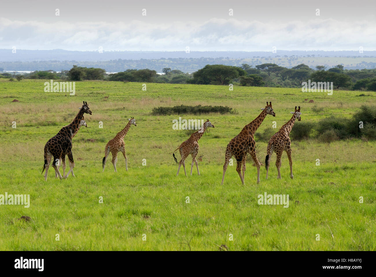 Rothschild Giraffe (Giraffa camelopardalis rothschildi) group walking ...