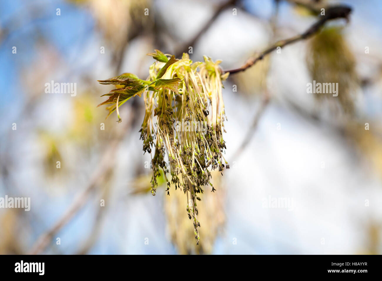 flowering maple tree Stock Photo Alamy