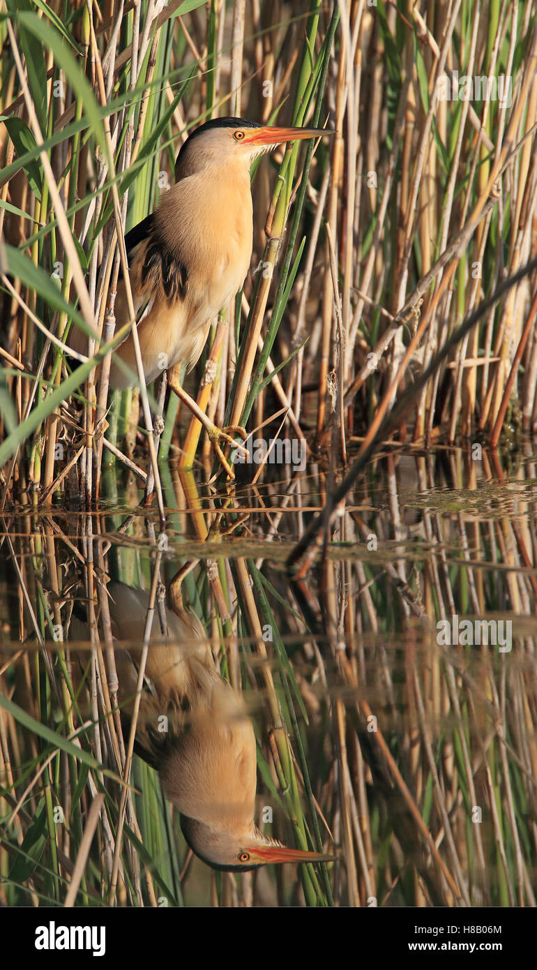 Little Bittern (Ixobrychus minutus) male amid reeds, Lake Kerkini ...