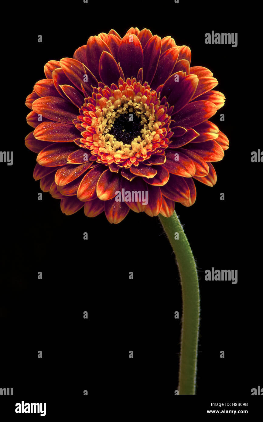 Gerbera Daisy (Gerbera sp), Virumaa, Estonia Stock Photo Alamy