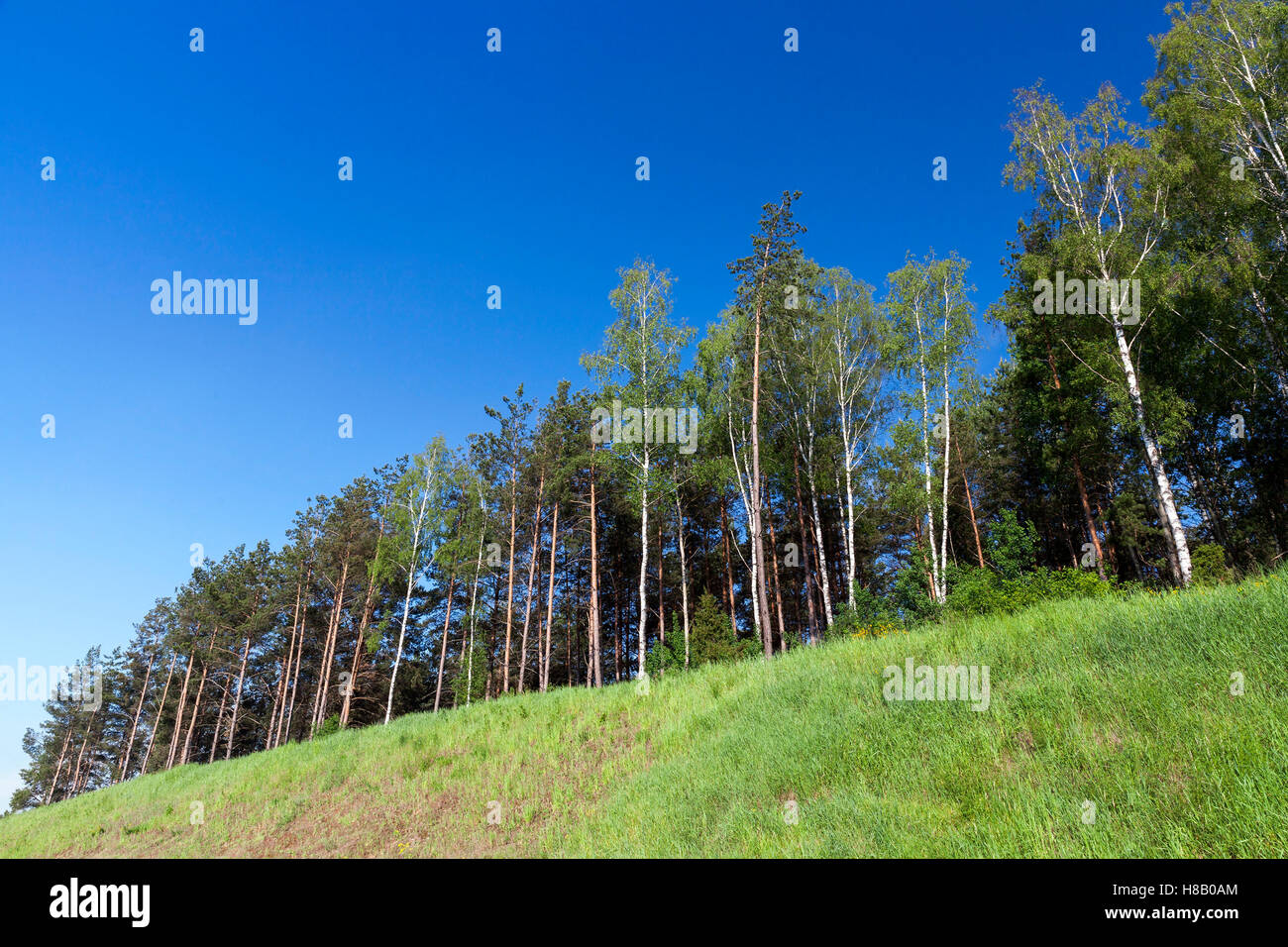 pine trees in the forest Stock Photo - Alamy