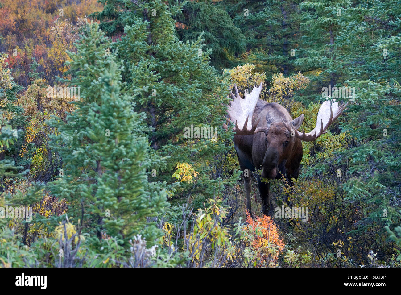 Moose (Alces alces americana) bull, Denali National Park, Alaska Stock ...