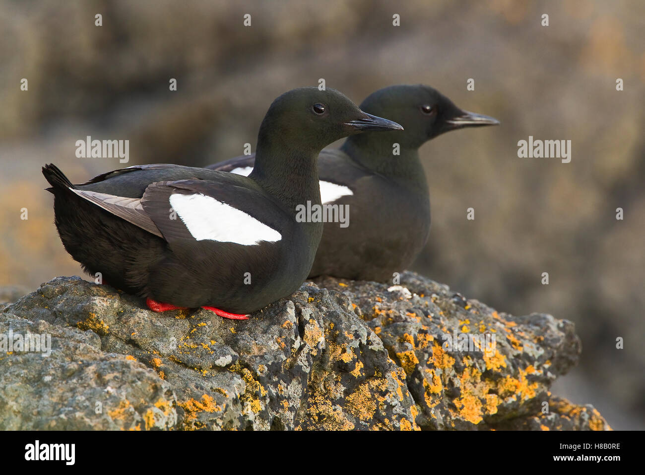 Black Guillemot Cepphus Grylle Pair Iceland Stock Photo Alamy black-guillemot-cepphus-grylle-pair-iceland-stock-photo-alamy