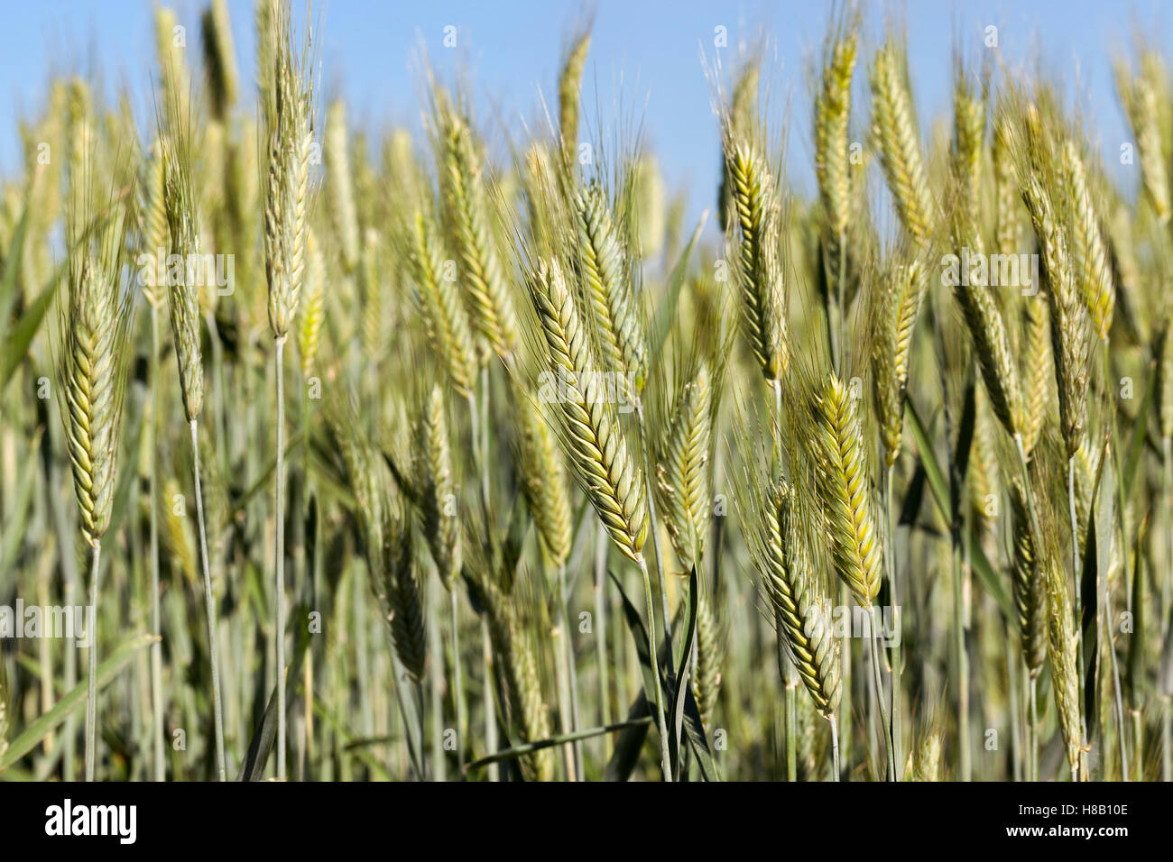 Field with cereal Stock Photo - Alamy