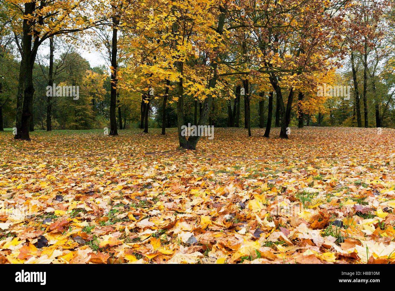 Park in the fall Stock Photo - Alamy