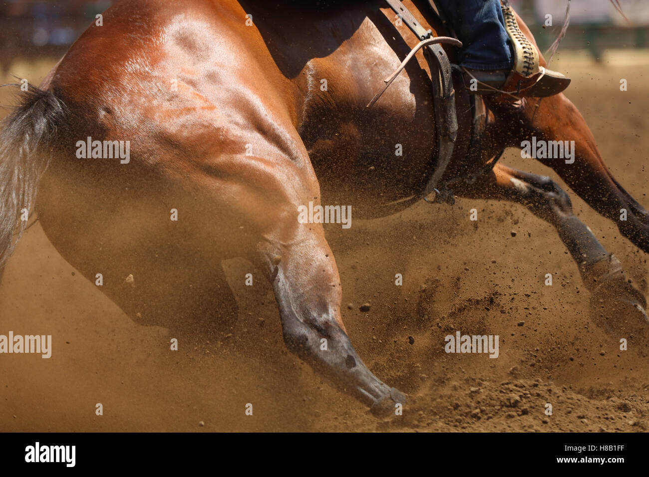 A close up view of the hip, muscles and fur of a barrel racing horse with dirt flying everywhere