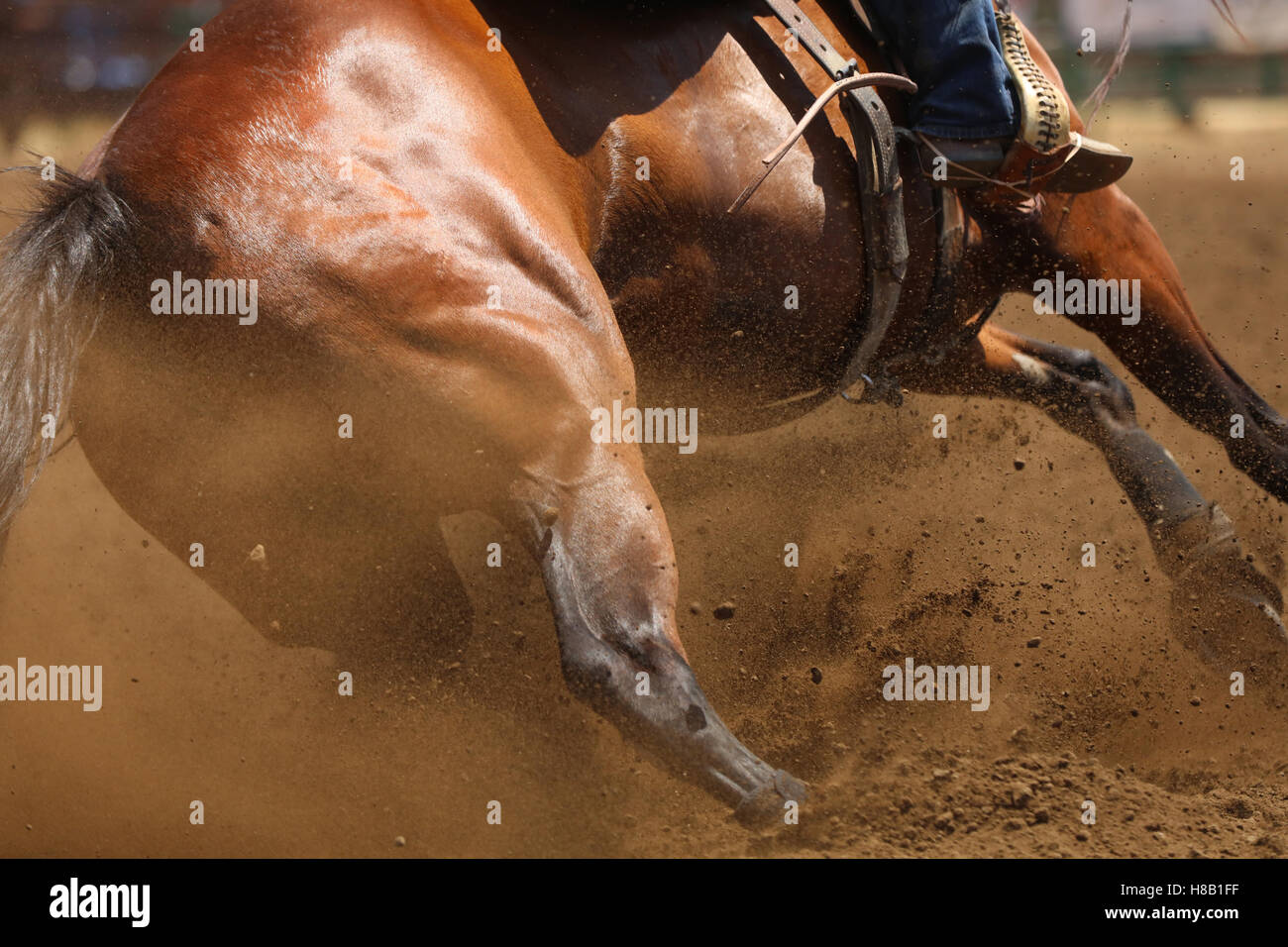 A close up view of the hip, muscles and fur of a barrel racing horse with dirt flying everywhere. Stock Photo