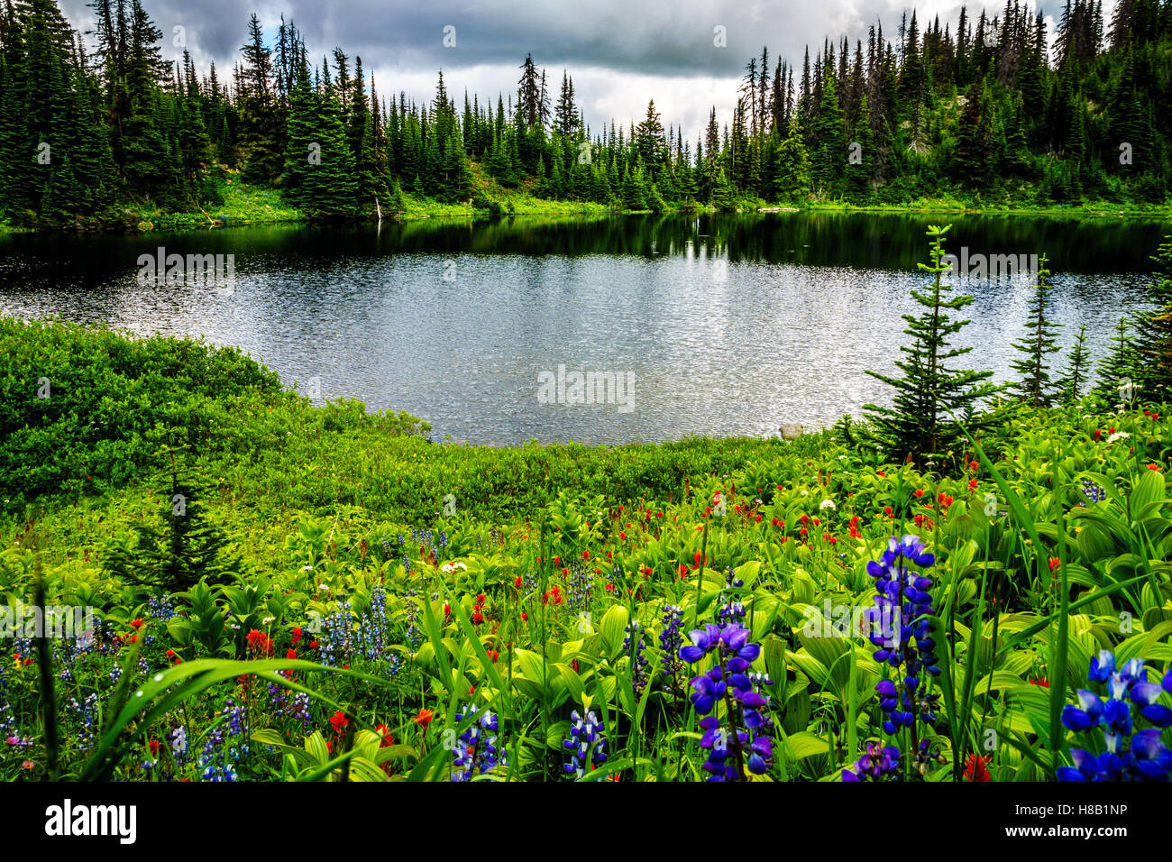 Tod Lake surrounded by wildflowers near the top of Tod Mountain in the Shuswap Highlands of British Columbia, Canada Stock Photo