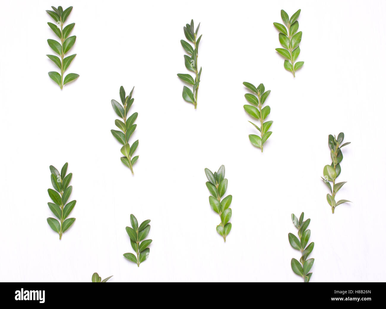 Pattern of green leaves on a white background.Top view, flat view Stock Photo