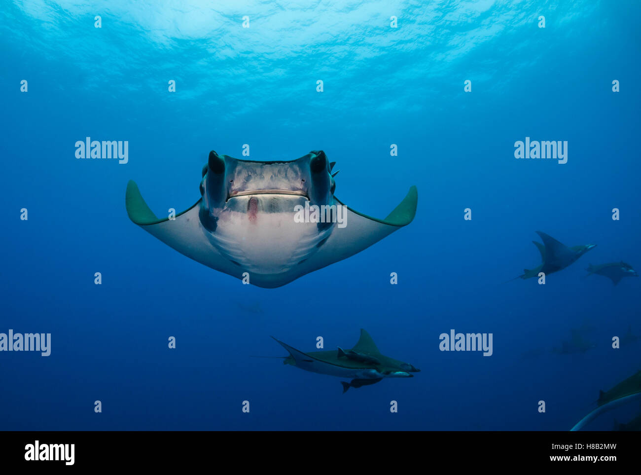 Princess alice azores hi-res stock photography and images - Alamy