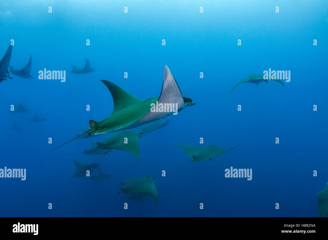 Princess alice azores hi-res stock photography and images - Alamy
