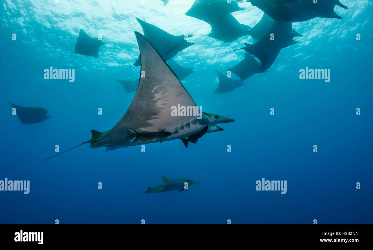 Mobula, or devil rays, at the Princess Alice Sea Mount off the coast of ...