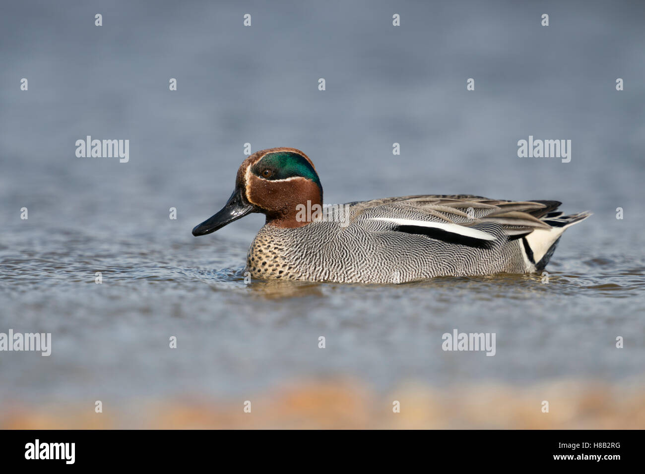 Teal ( Anas crecca ), smallest duck in Europe, male, drake in colourful breeding dress, swimming close by, nice side view. Stock Photo