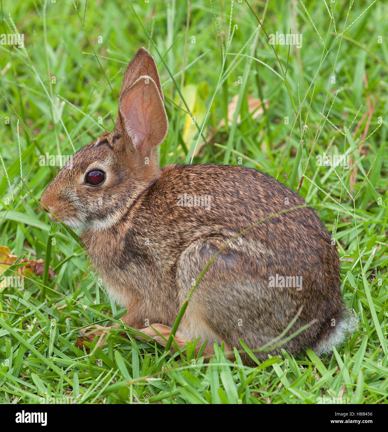 White rabbit pink eyes hires stock photography and images Alamy