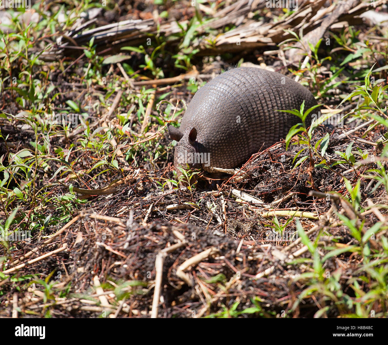 Armadillo Florida High Resolution Stock Photography and Images Alamy