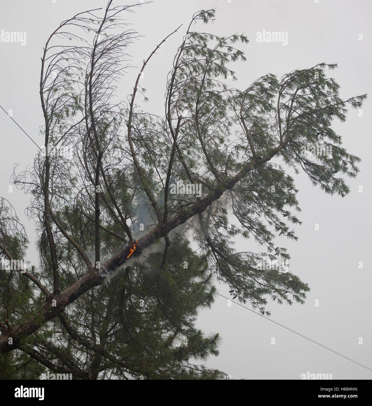 Burning pine tree branches hires stock photography and images Alamy