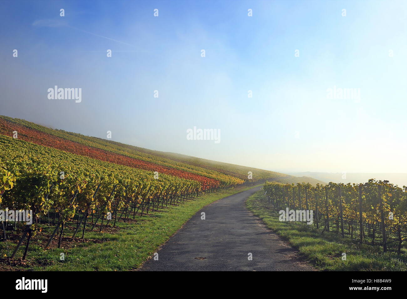 Fog in the vineyard Stock Photo