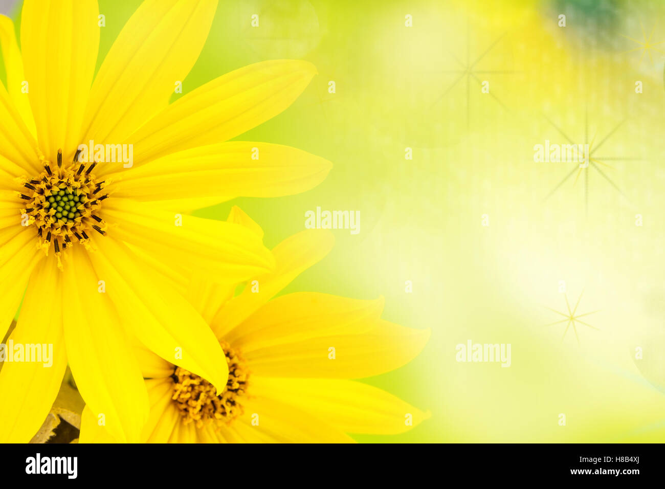 yellow flower with thin petals on light natural green background Stock  Photo - Alamy