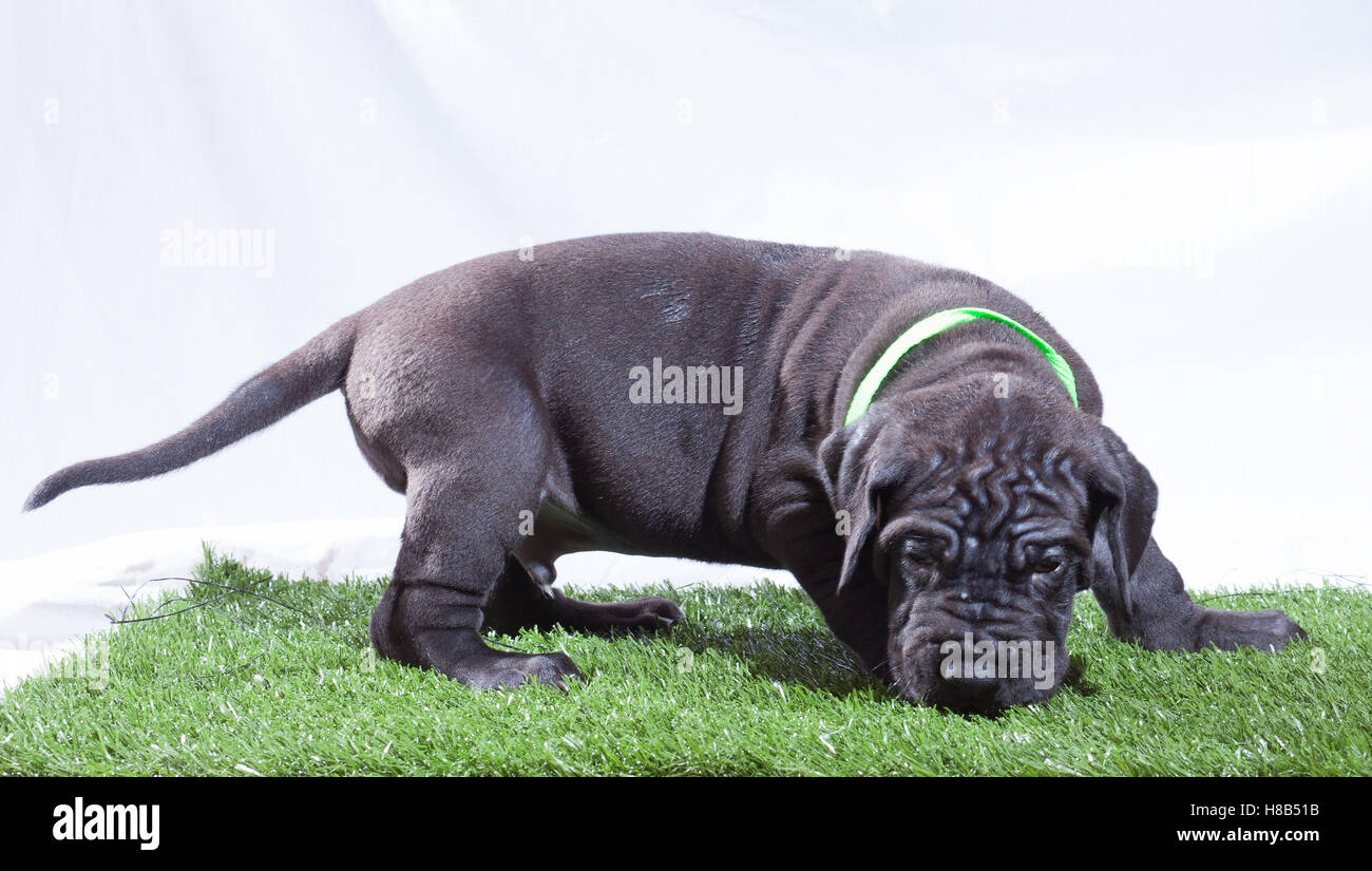 Male great Dane puppy that has a wrinkly face Stock Photo Alamy