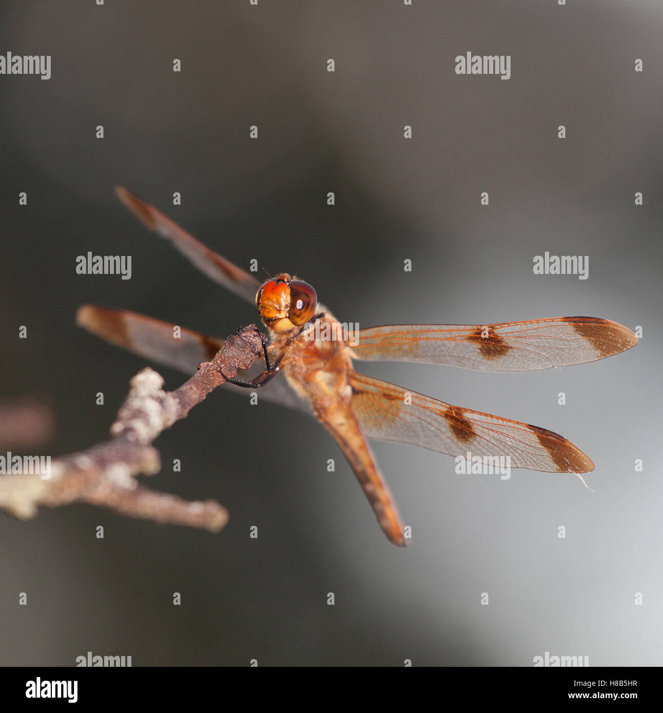 Orange and brown dragonfly that is on a perch Stock Photo - Alamy