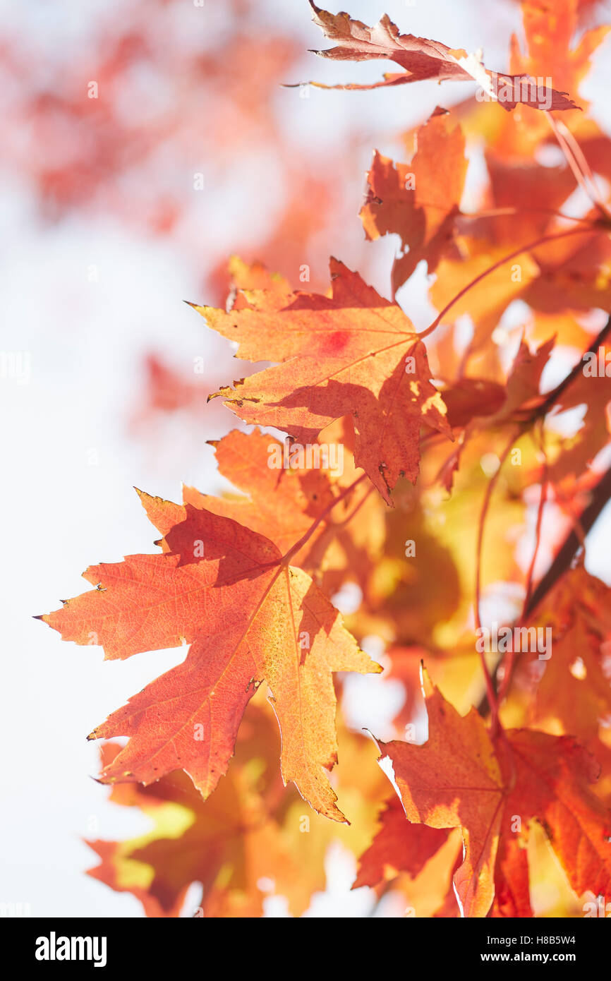 Maple trees in fall, Cooperstown, New York, USA Stock Photo