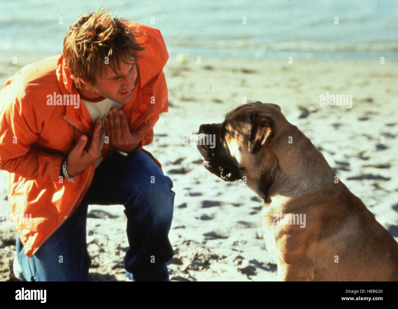 Spot, (SEE SPOT RUN) USA 2001, Regie: John Whitesell, DAVID ARQUETTE, Stichwort: Hund Stock Photo