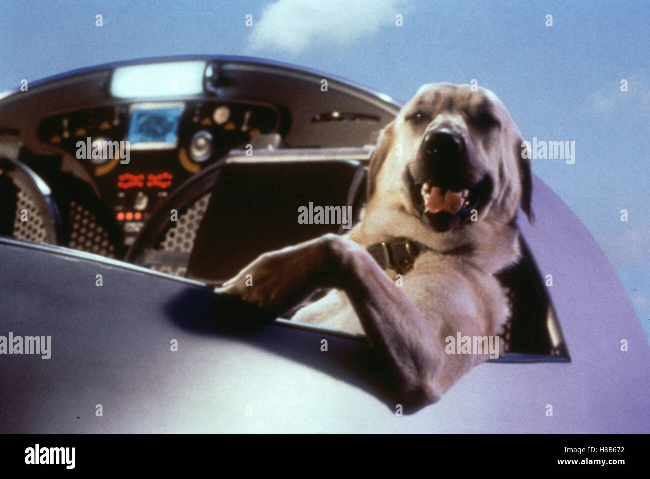 Cats And Dogs Film Stock Photos Cats And Dogs Film Stock