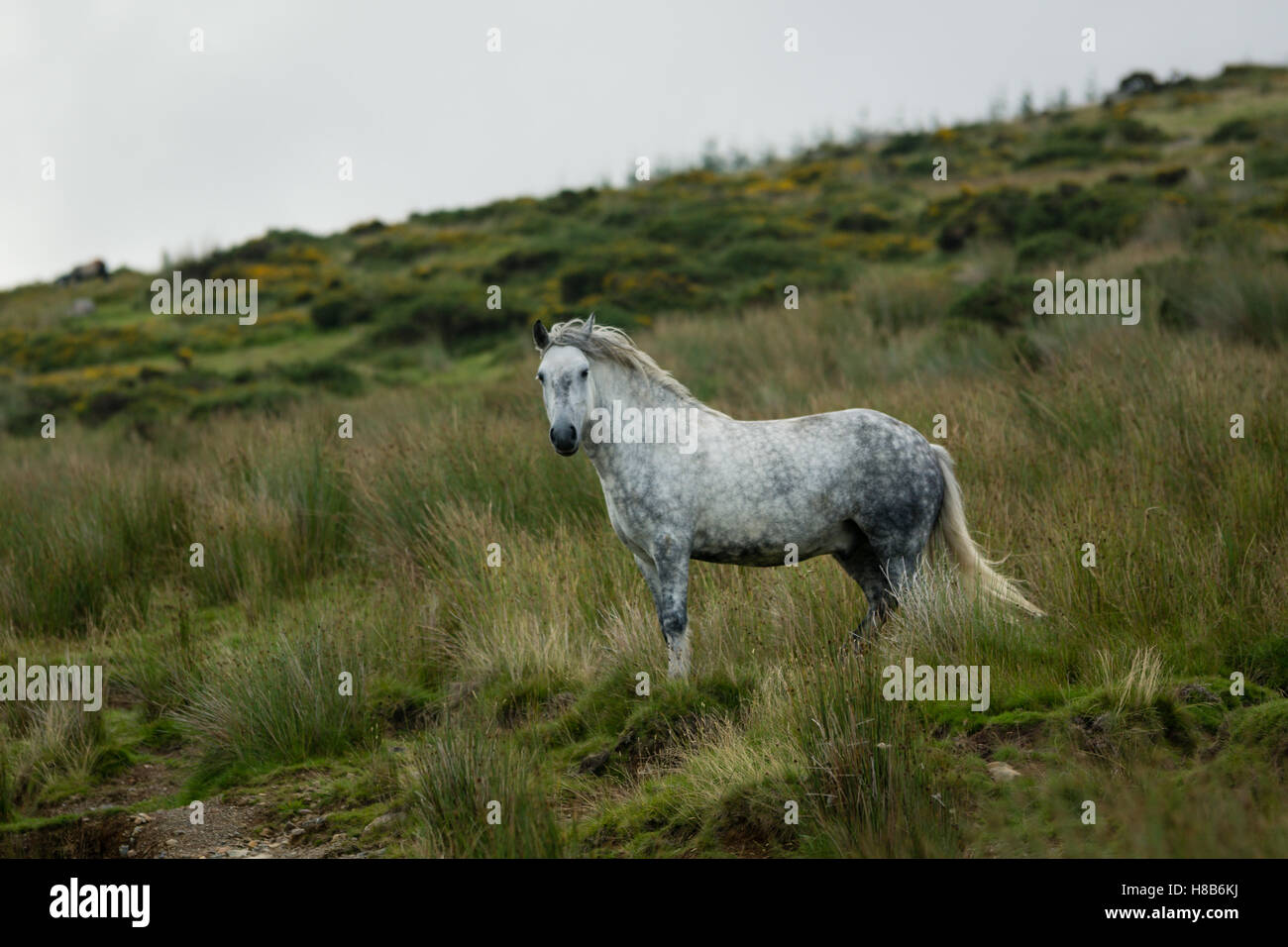 Native Fell Pony standing on a Lake District Fell. Stock Photo