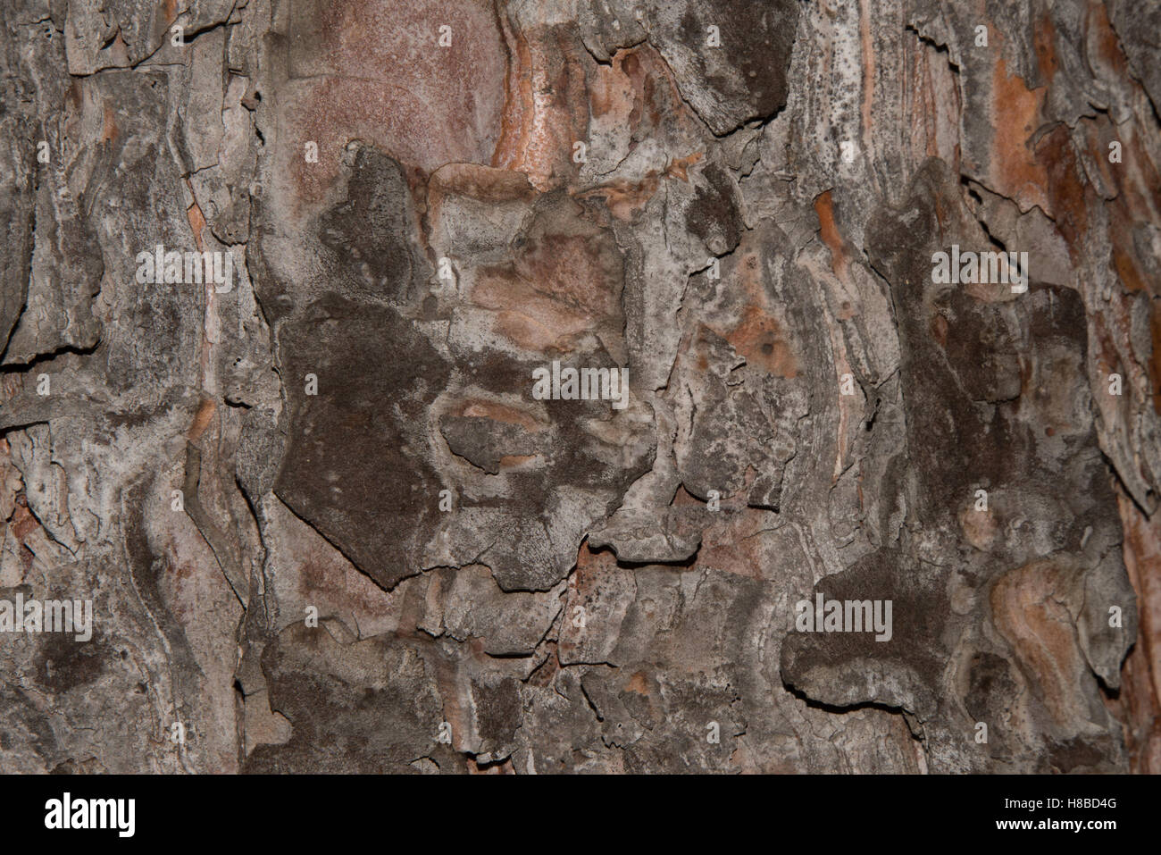 photo of close up of pine tree bark Stock Photo