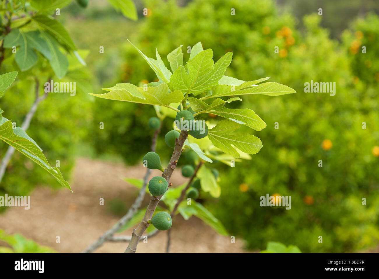 Fruits of figs ripen on the branch in the orchard,Figs branch Stock