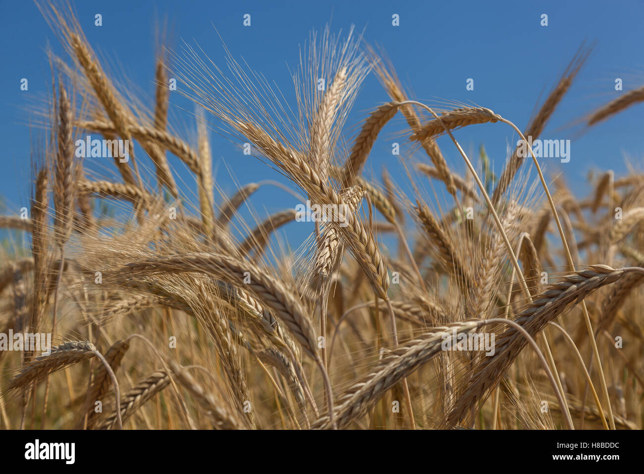 Golden ears of wheat against the blue sky Stock Photo - Alamy