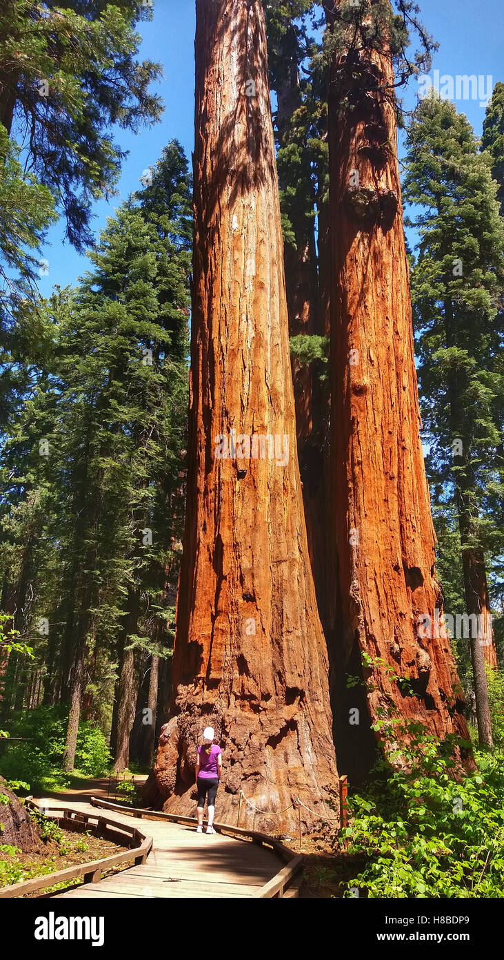 Woman looking a giant sequoia in Calaveras Big Trees State Park, Sierra Nevada, California Stock Photo