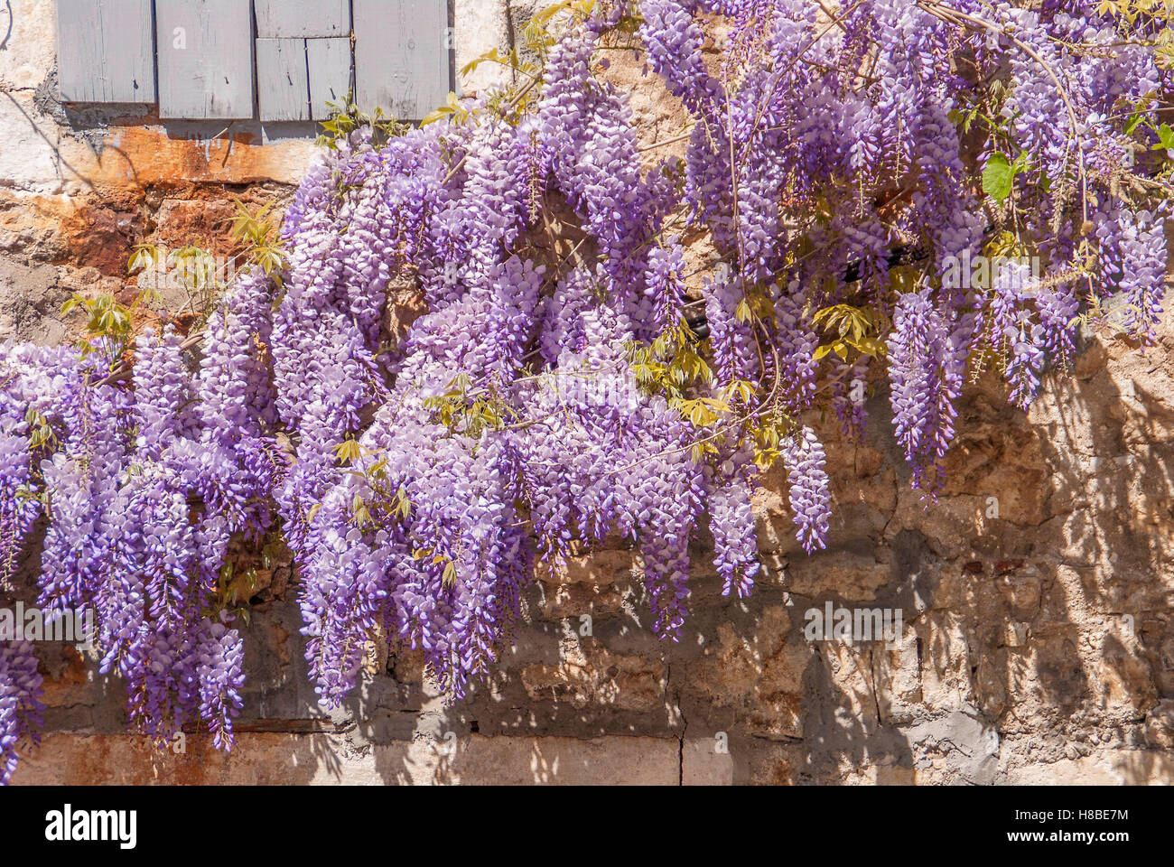 Wisteria on Mediterranean stone wall of traditional old stone house in Montenegro. Stock Photo