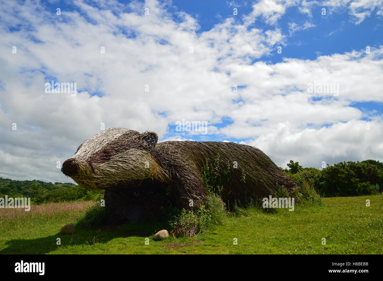 Giant willow badger at the Welsh Wildlife Centre, Cardigan, Ceredigion Stock Photo