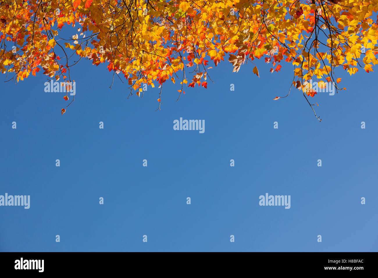 Red orange yellow maple hi-res stock photography and images - Alamy