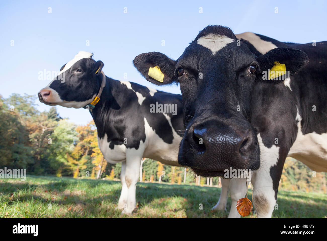 curious black and white cow in dutch meadow in the fall Stock Photo - Alamy