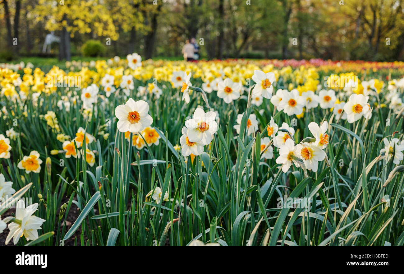 Double daffodils hires stock photography and images Alamy