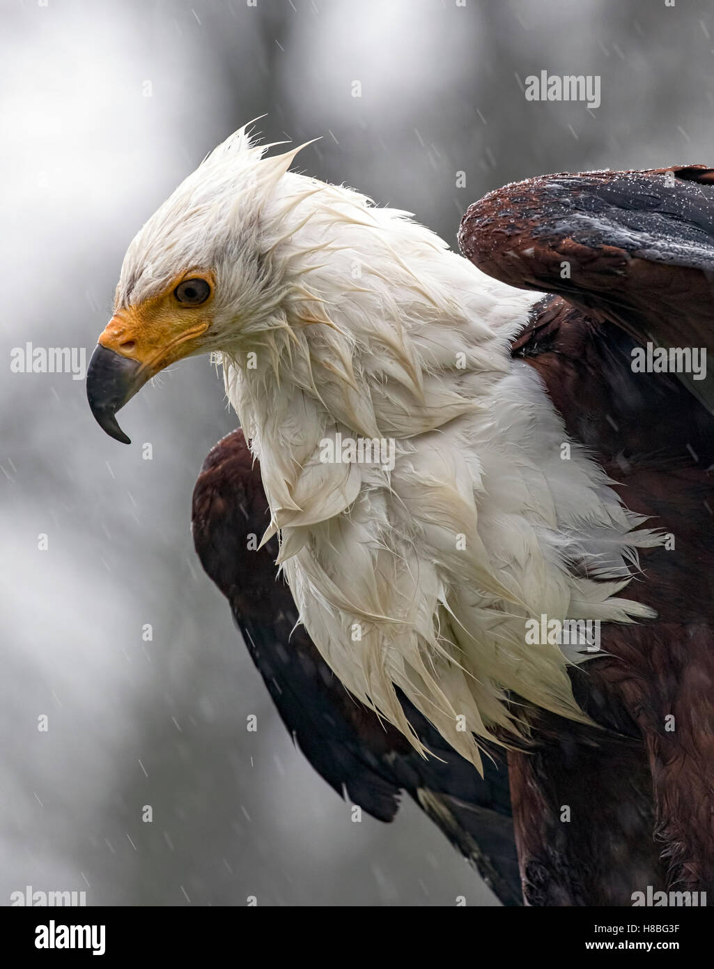 Bird of Prey Stock Photo