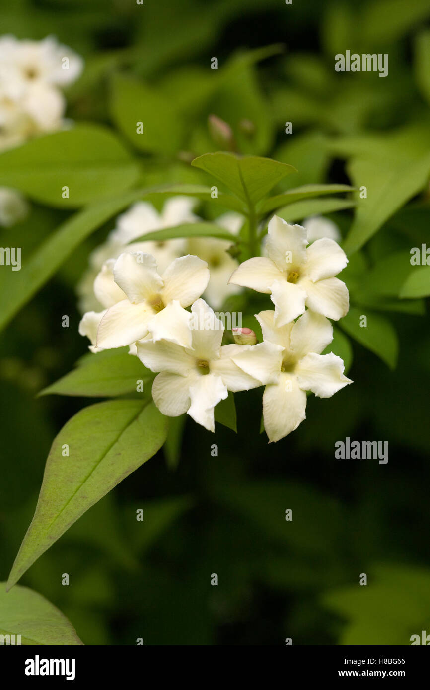 Jasminum officinale 'Devon Cream' growing outdoors in the summer. Summer flowering Jasmine. Stock Photo