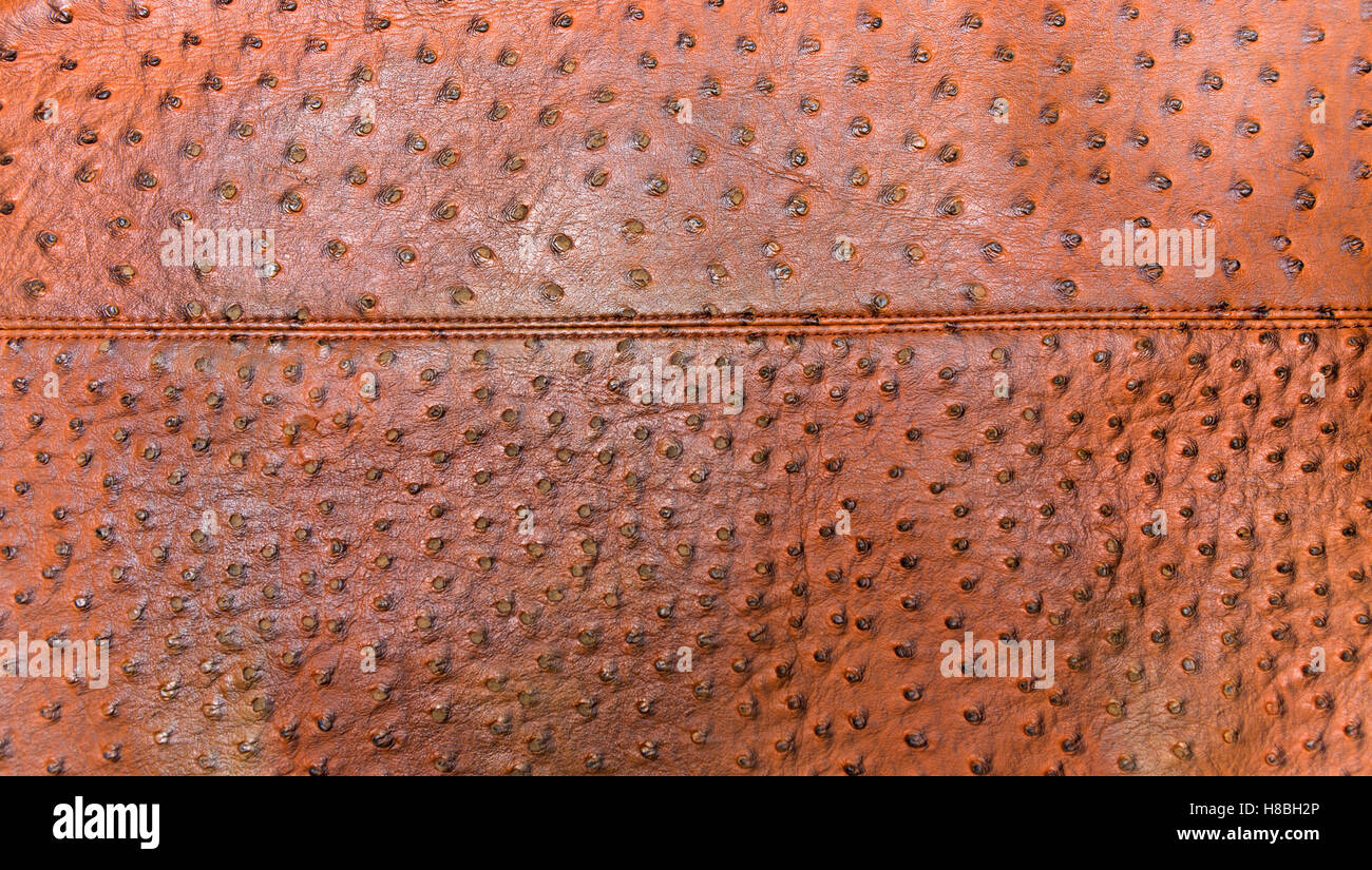 Genuine leather textured of ostrich skin Stock Photo