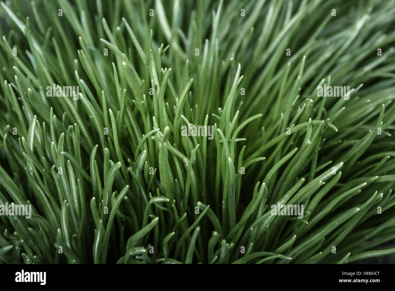 background of the green grass isolated closeup Stock Photo - Alamy