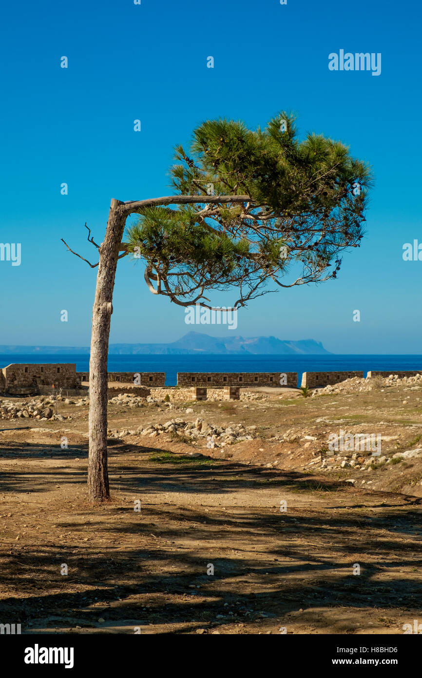 A tree grows at right angles against a blue sky at the fort in the town of Rethymno on Crete.. Picture credit: Brian Hickey/Alamy Stock Photo