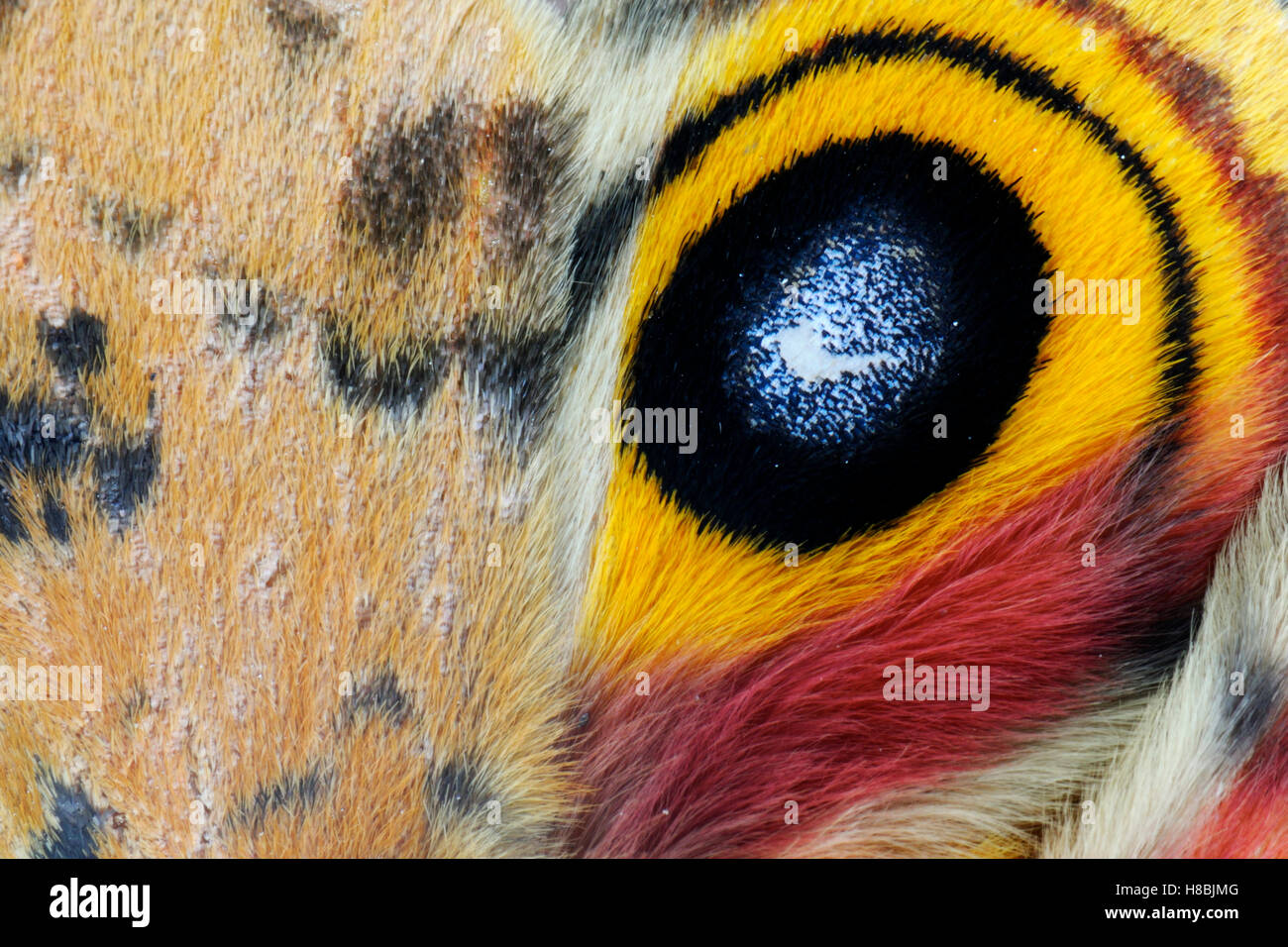 Io Moth (Automeris io) eyespot on wing, George West, Texas Stock Photo ...