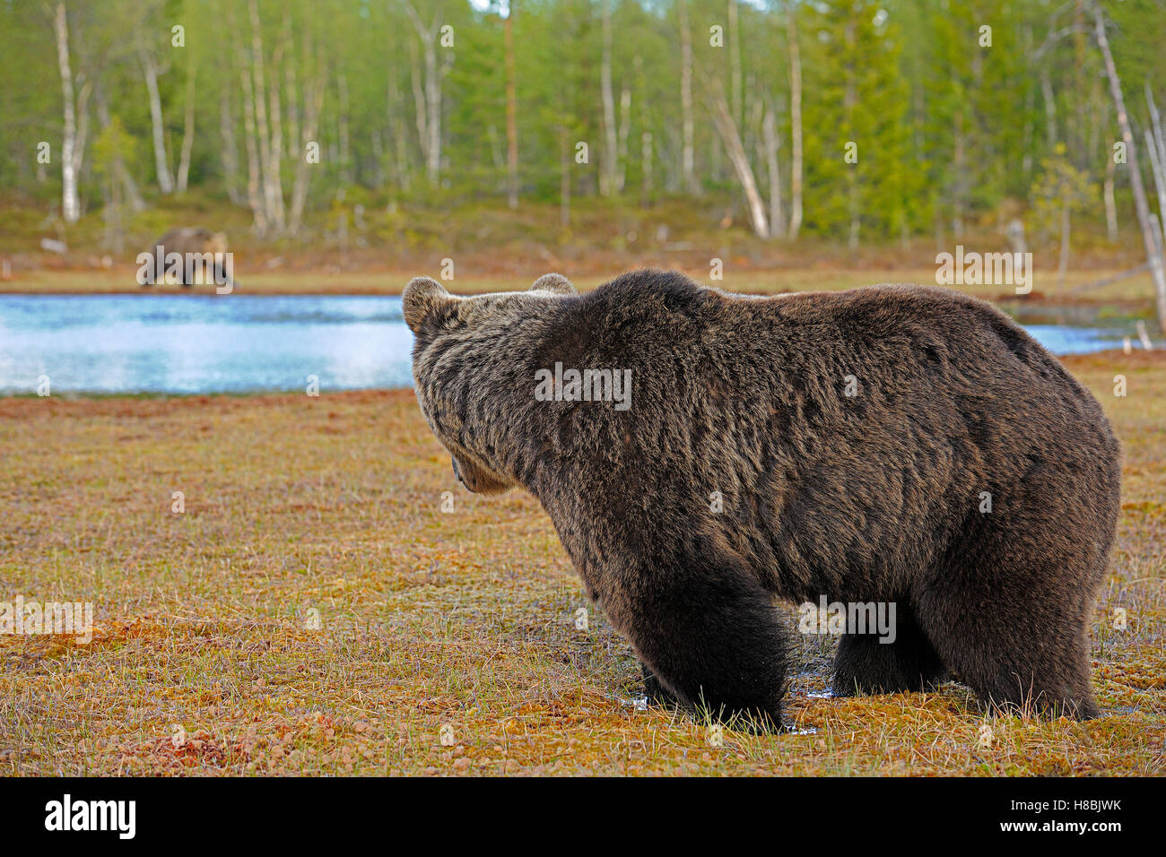 Brown Bear (Ursus arctos) male looking across lake at a female, Finland