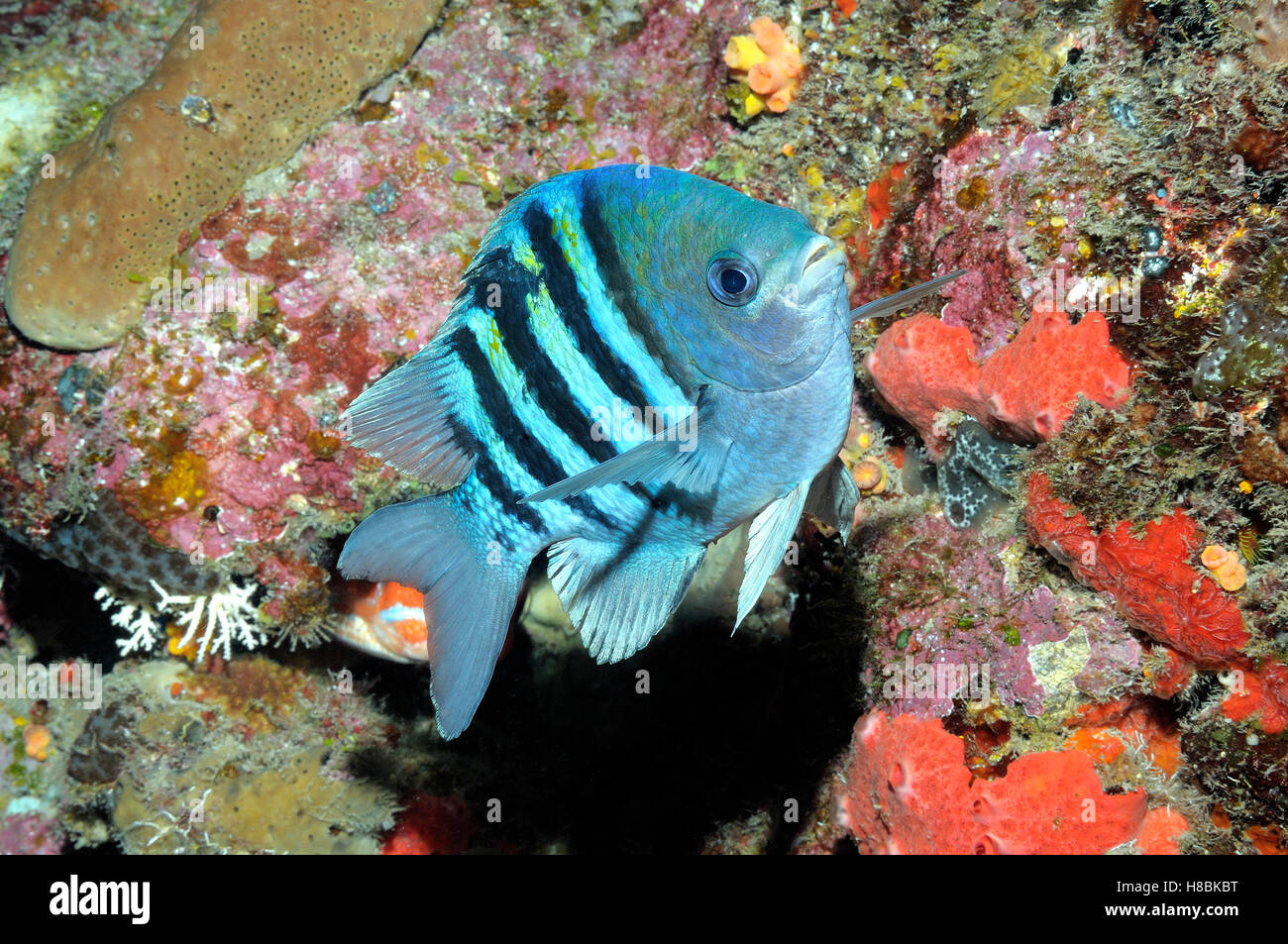 Sergeant Major Damselfish (Abudefduf saxatilis) tropical reef fish ...