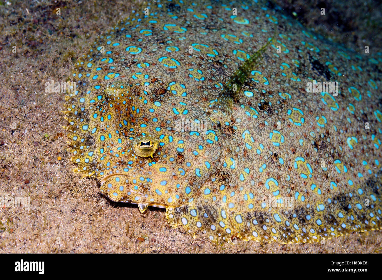 Peacock Flounder (Bothus lunatus), Saba, Caribbean Stock Photo Alamy