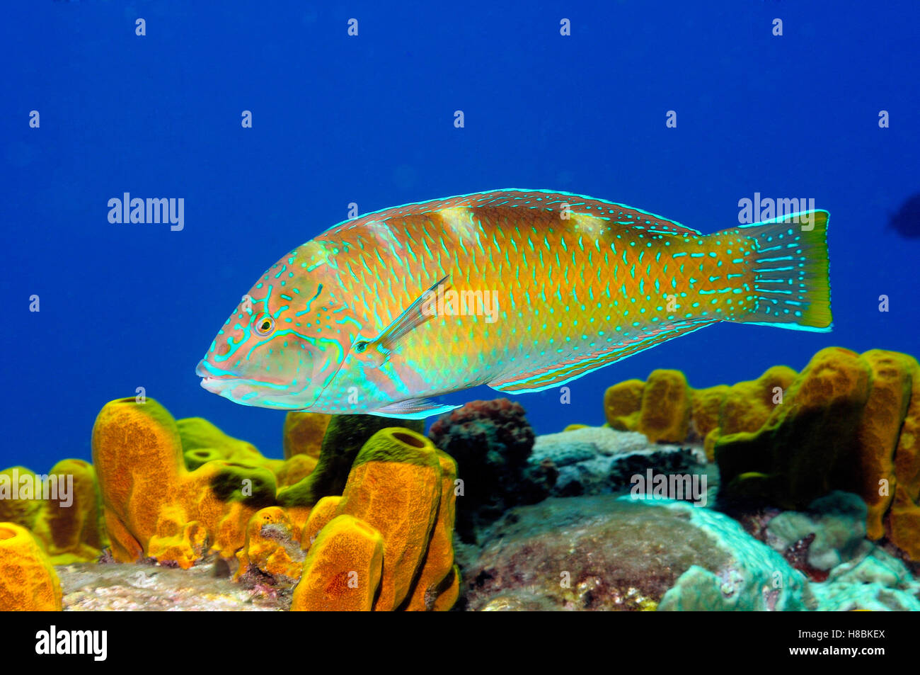 Puddingwife Wrasse (Halichoeres radiatus), Saba, Caribbean Stock Photo