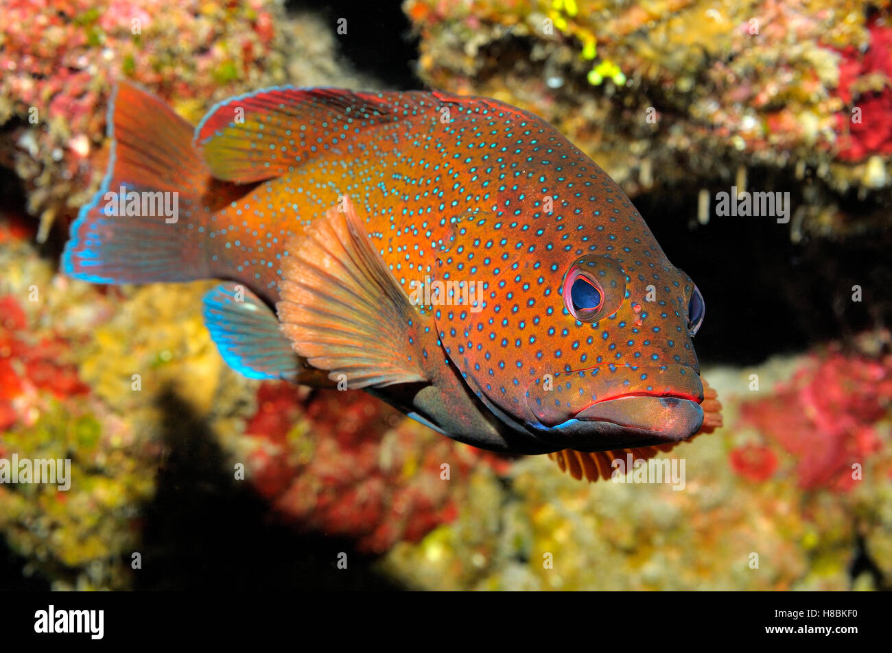 Coney Fish (Cephalopholis fulva), Saba, Caribbean Stock Photo - Alamy